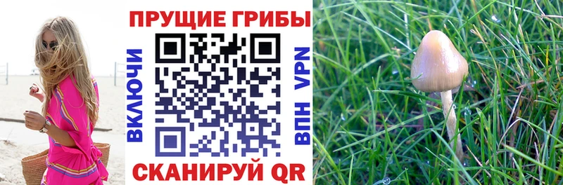 Купить  Красавино  Псилоцибиновые грибы Magic Shrooms 